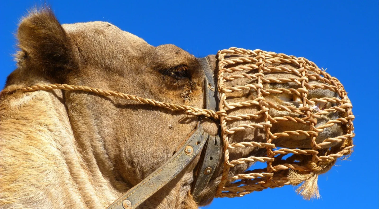 Close-up of a camel's head in a woven muzzle basket against a cobalt sky
