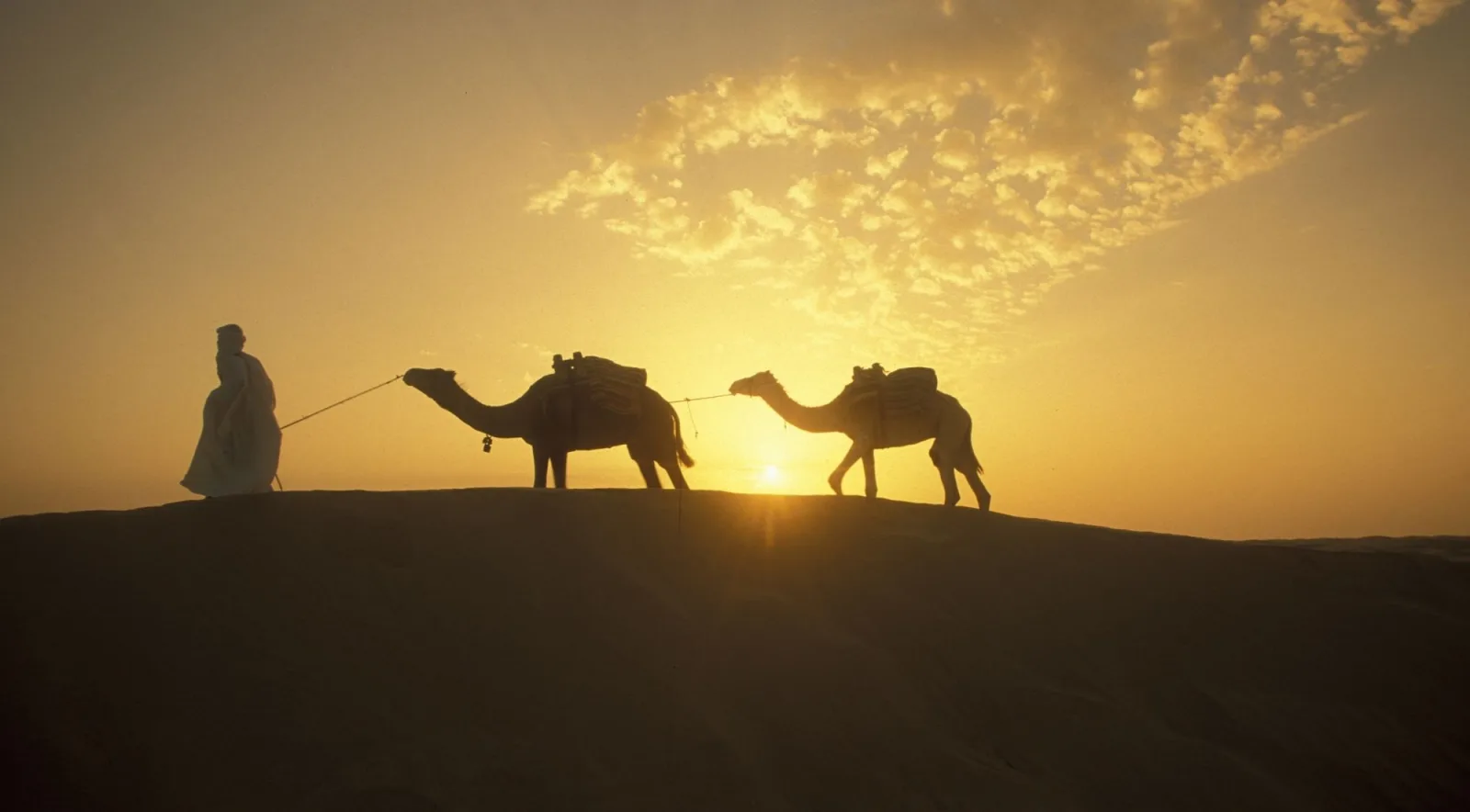 Camels and a handler silhouetted against a low desert sun