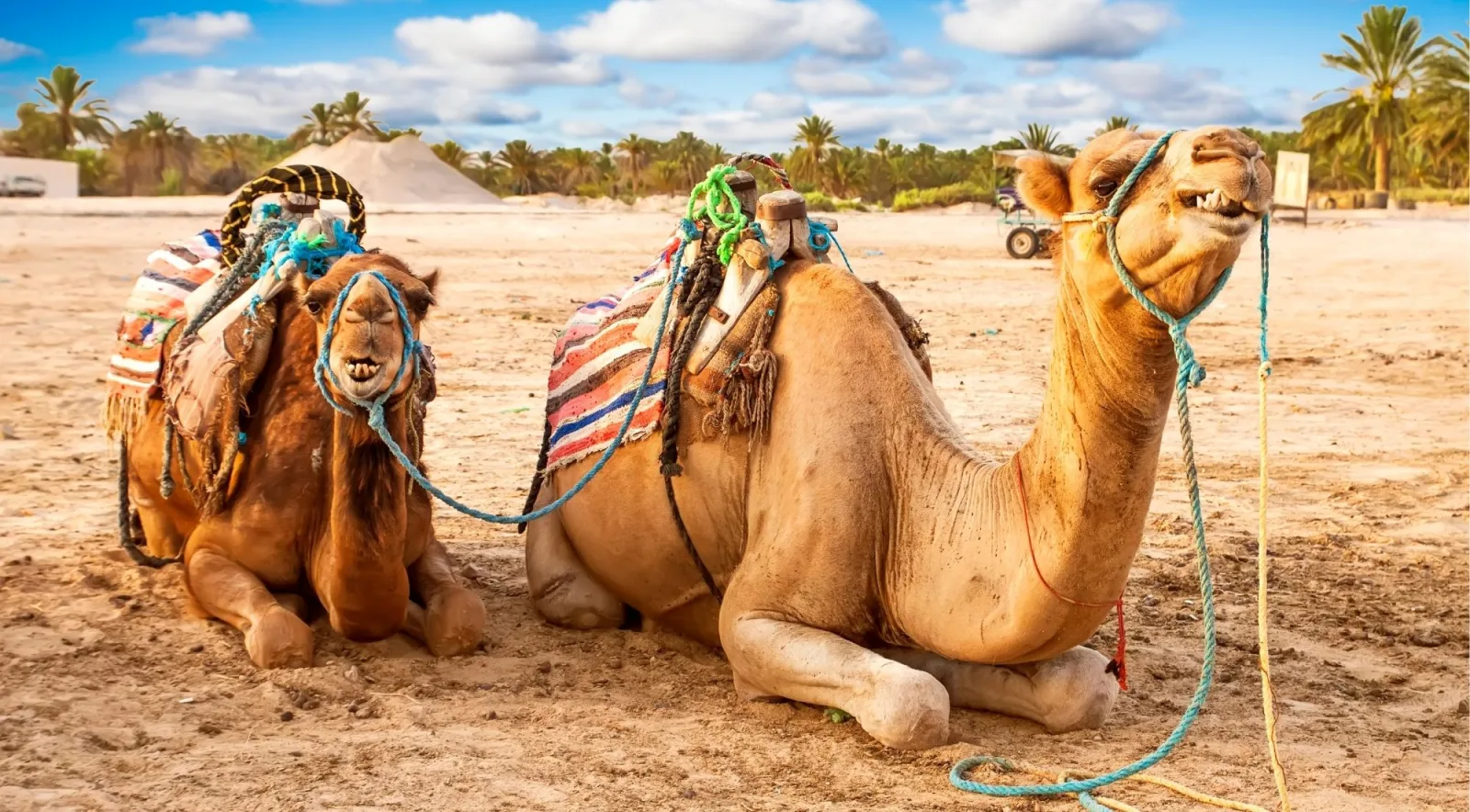 Saddled camels resting on the sand beside palms and salt mounds