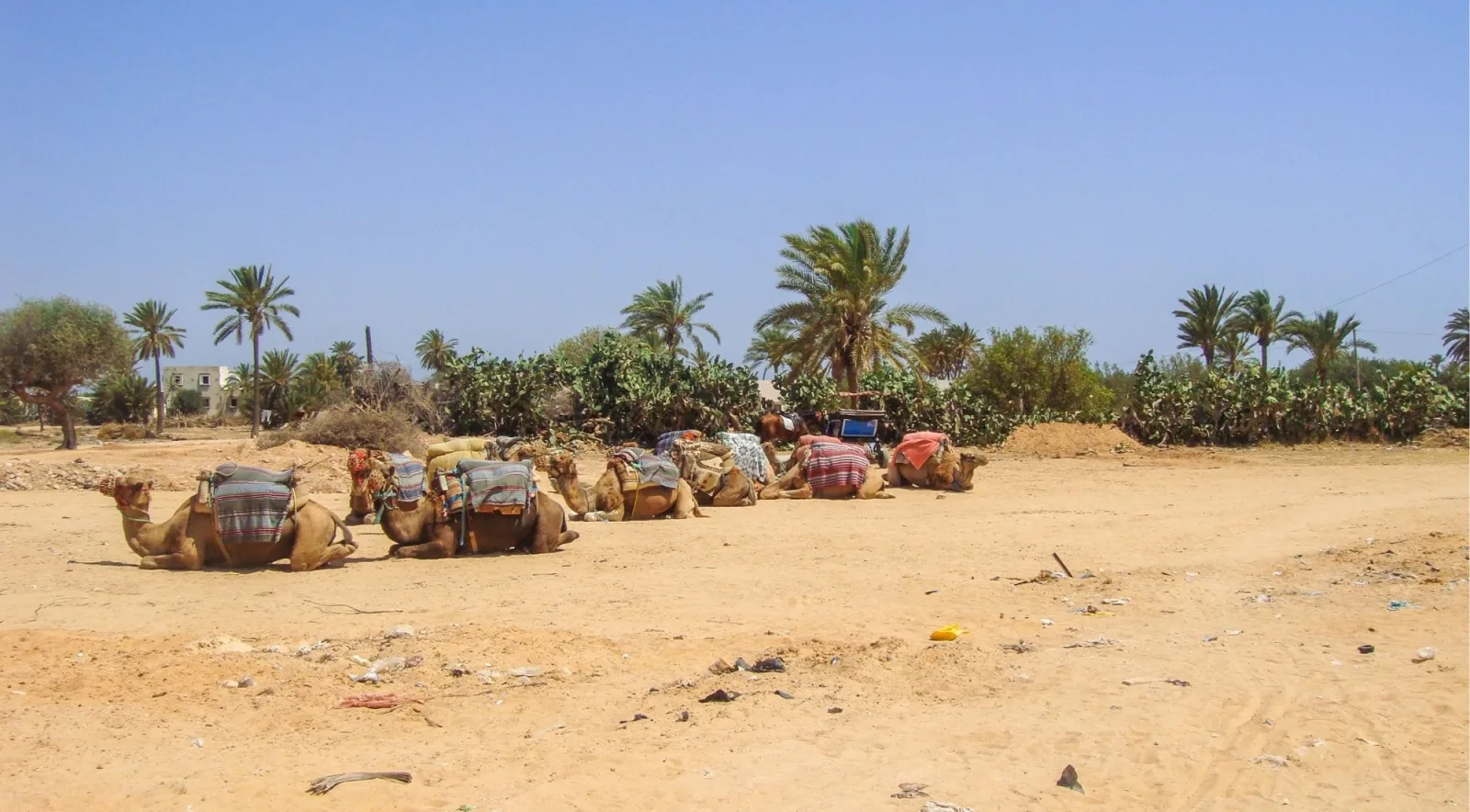 Camels resting at the fringe of an oasis among palms and prickly pear