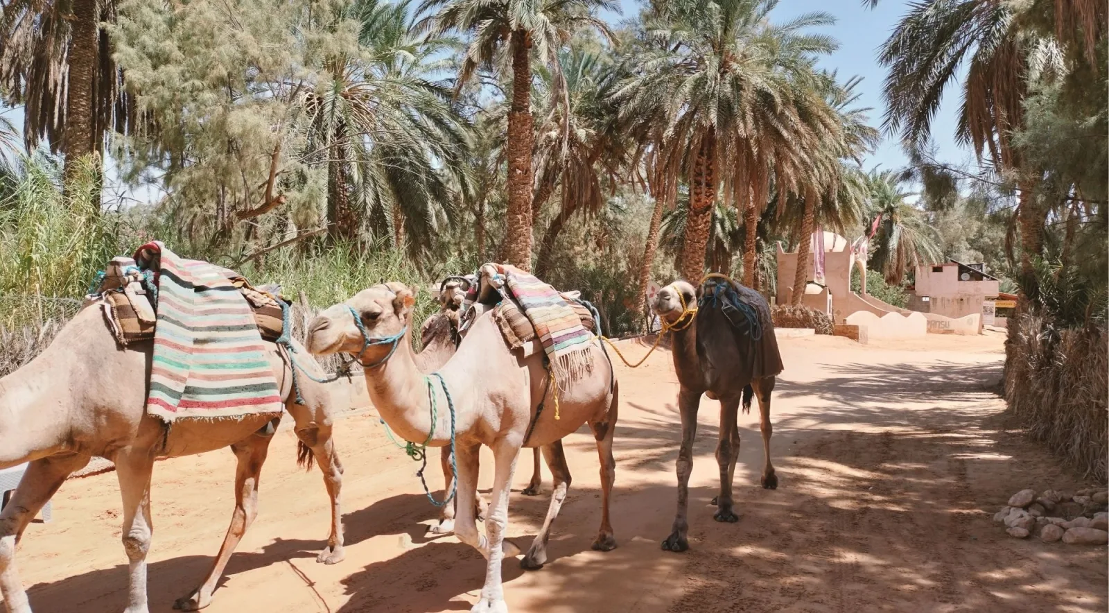 Saddled camels walking through a date-palm grove at a southern Tunisian oasis