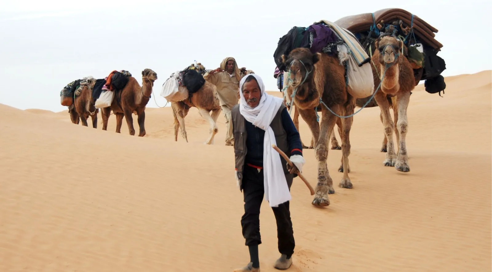 A camel caravan led on foot across the dunes of the Grand Erg Oriental