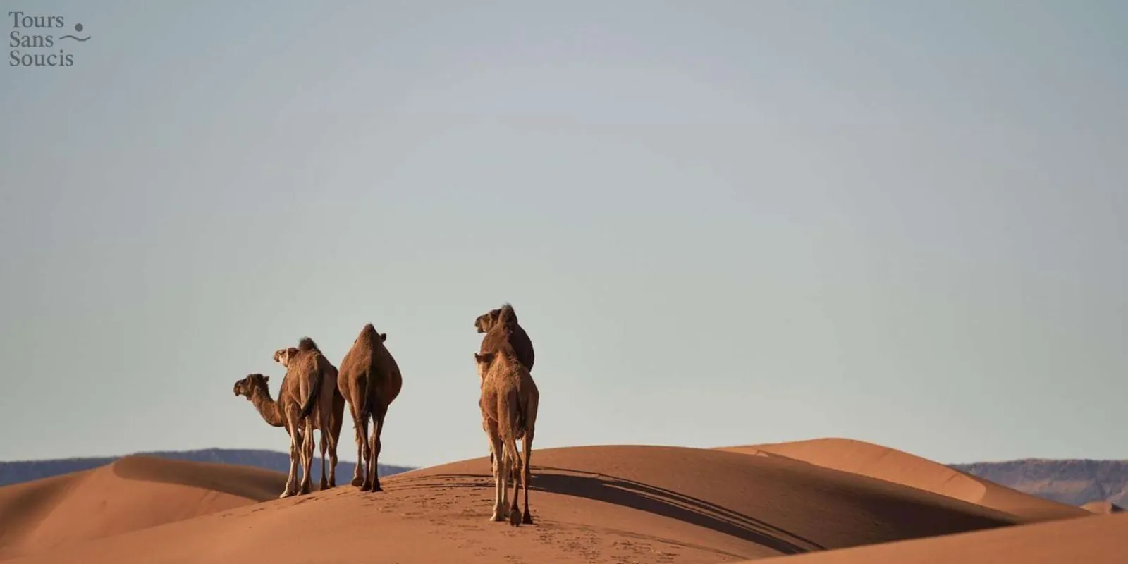Three camels on a dune crest in the southern Tunisian desert