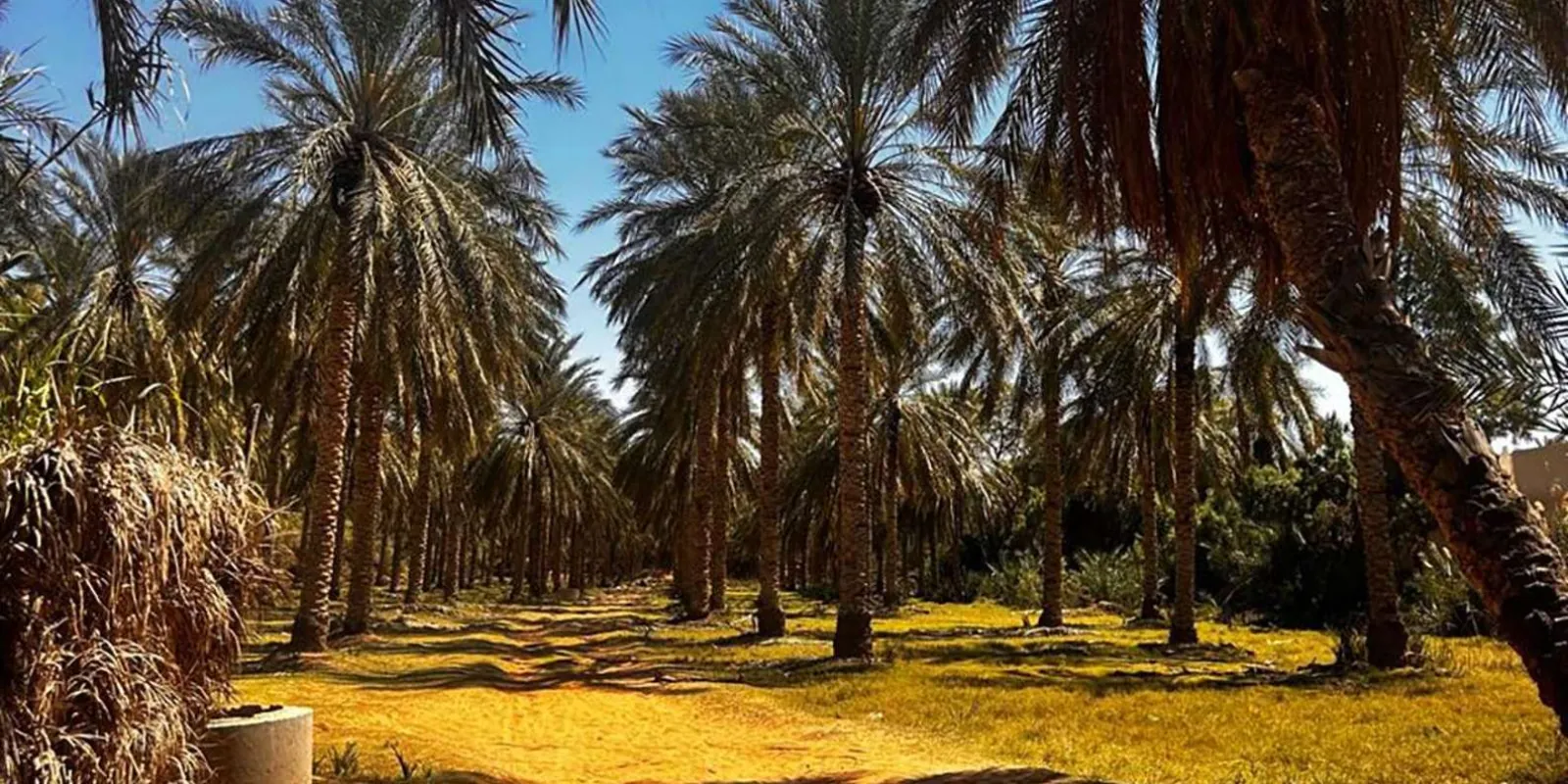 The palm grove at a southern Tunisian oasis