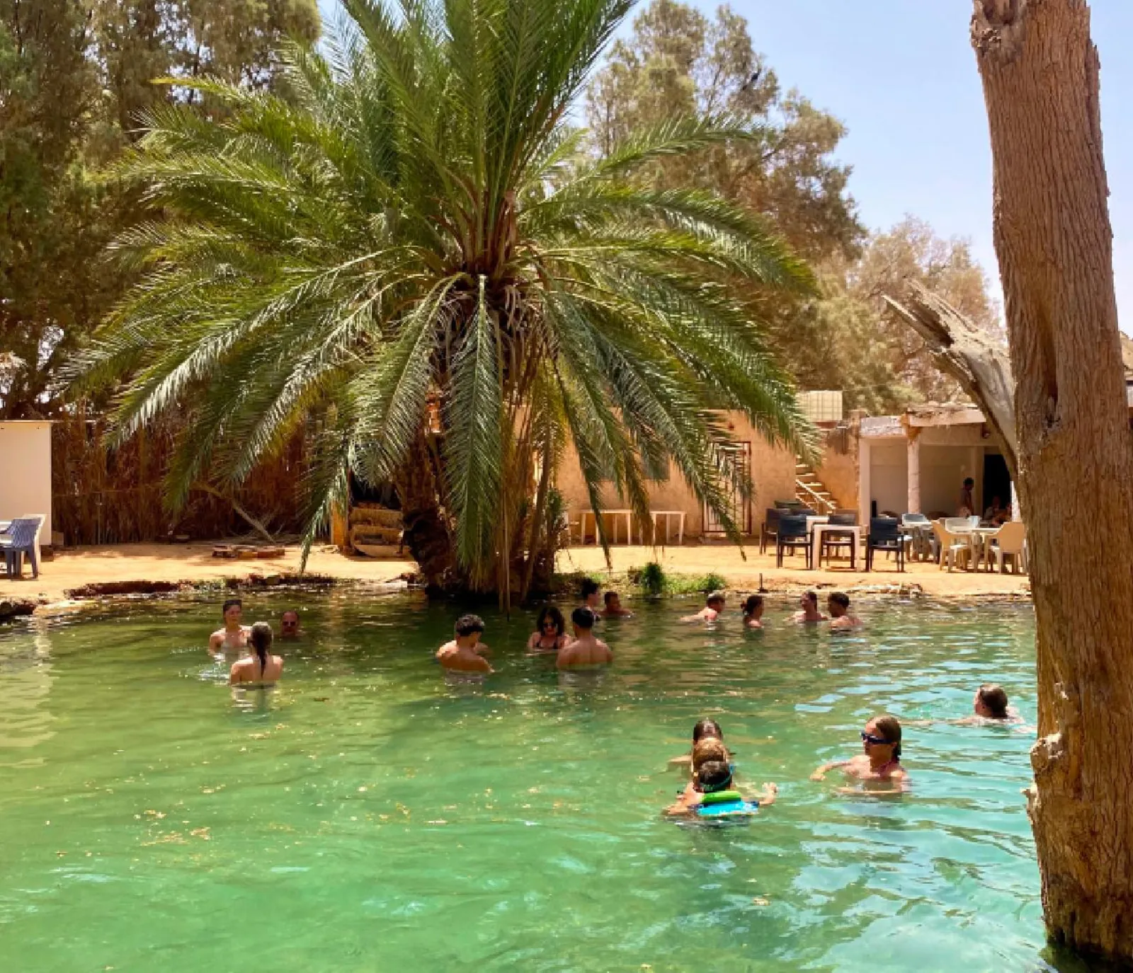 The palm-shaded end of the Ksar Ghilane spring pool