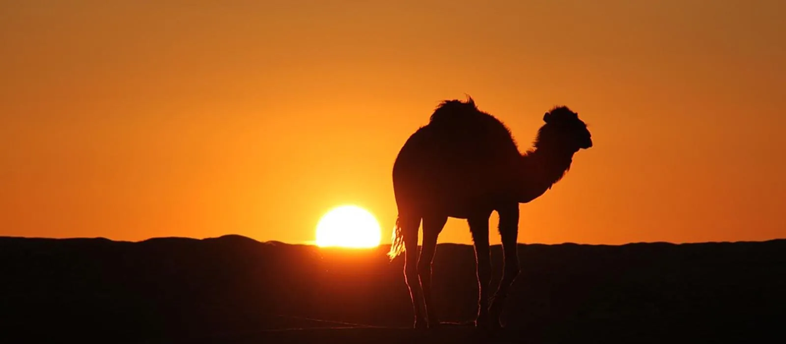 A camel silhouetted against the sunset in southern Tunisia
