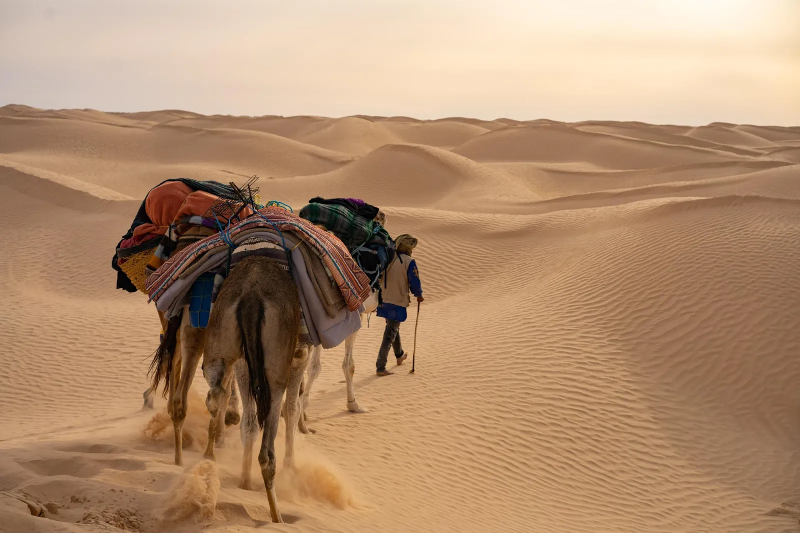 A loaded camel train crossing soft sand in the Grand Erg Oriental