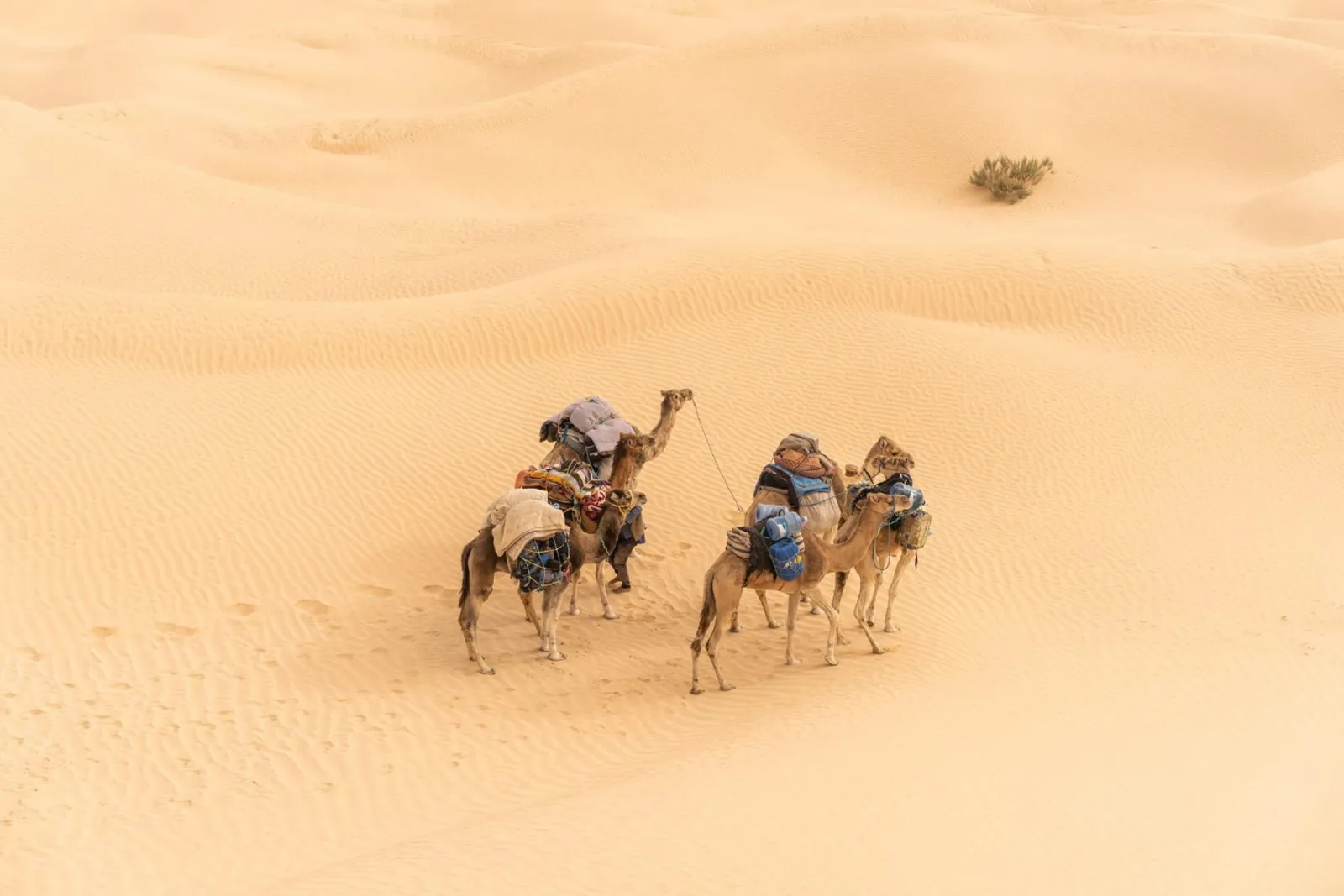 A loaded camel train crossing pale sand in southern Tunisia