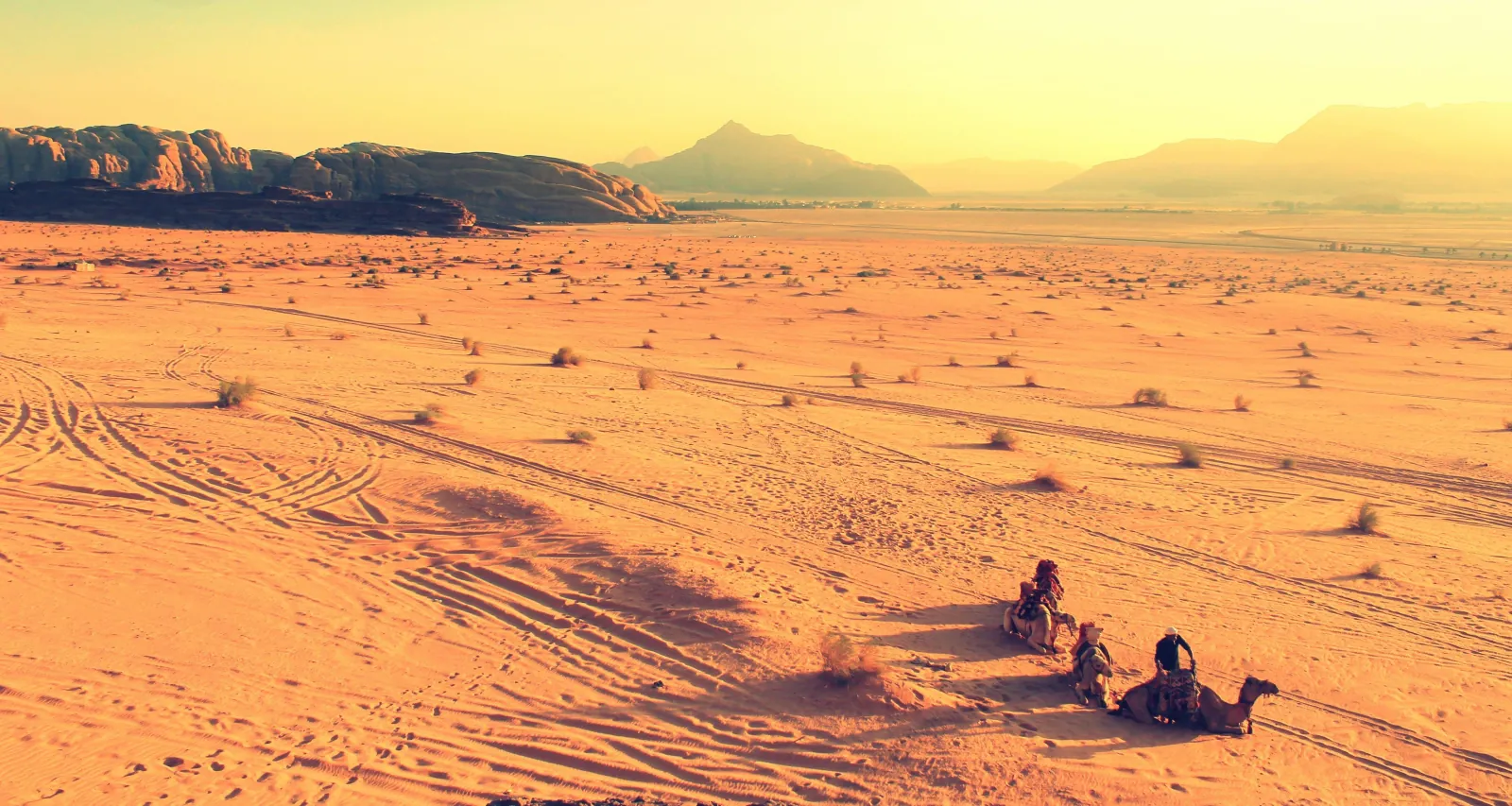 Camels resting on the open desert at first light