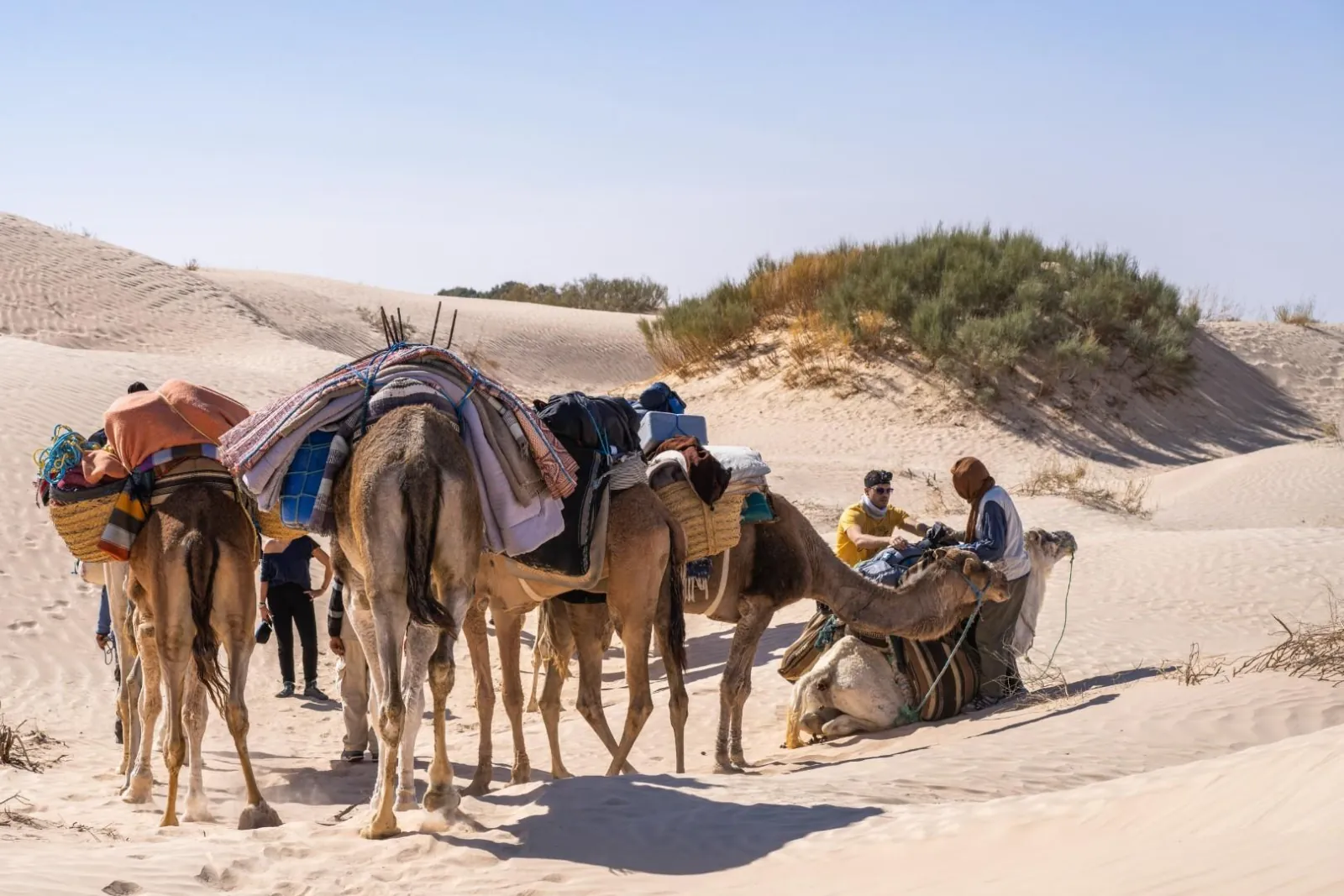 Camels being loaded at a desert camp on the sand