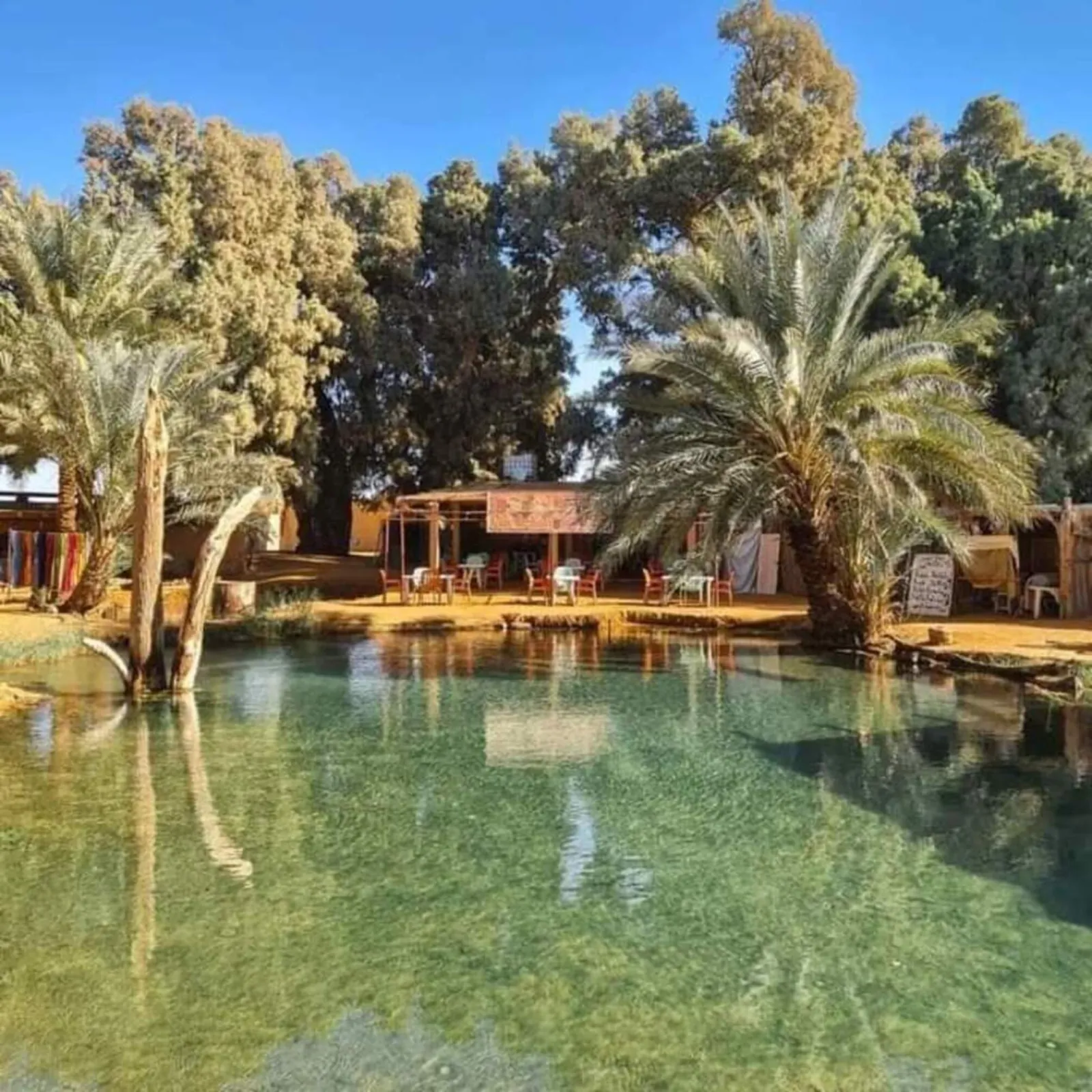 The spring-fed pool at the Ksar Ghilane oasis, ringed by date palms